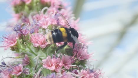 large bumble bee crawling around pink flowers echium wildpretii tower of jewels in greenhouse