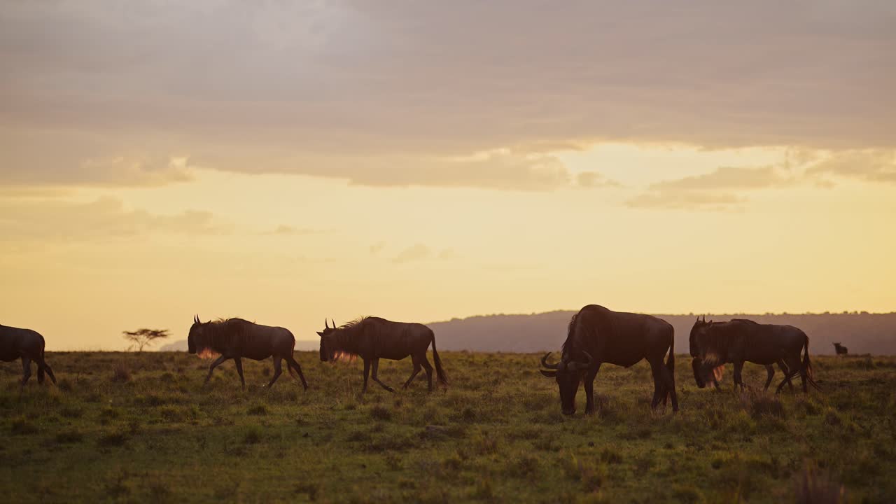 Slow Motion of Wildebeest Herd Great Migration in Africa, Walking Savanna Plains in Dramatic Orange Sunset Clouds and Sky in Masai Mara Savannah, Kenya, African Wildlife Safari Animals
