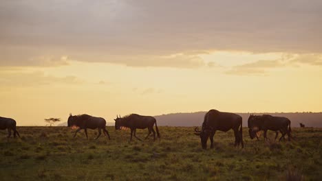 movimiento lento de la manada de ñus gran migración en áfrica, caminando llanuras de sabana en dramáticas nubes anaranjadas y cielo en masai mara sabana, kenia, animales de safari de vida silvestre africana