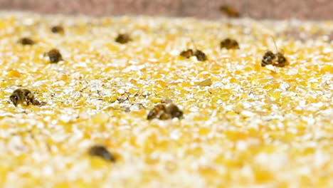 european bee collecting corn dust, due to few flowers the grain dust replaces the pollen