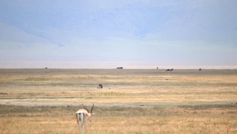 escena de la sabana