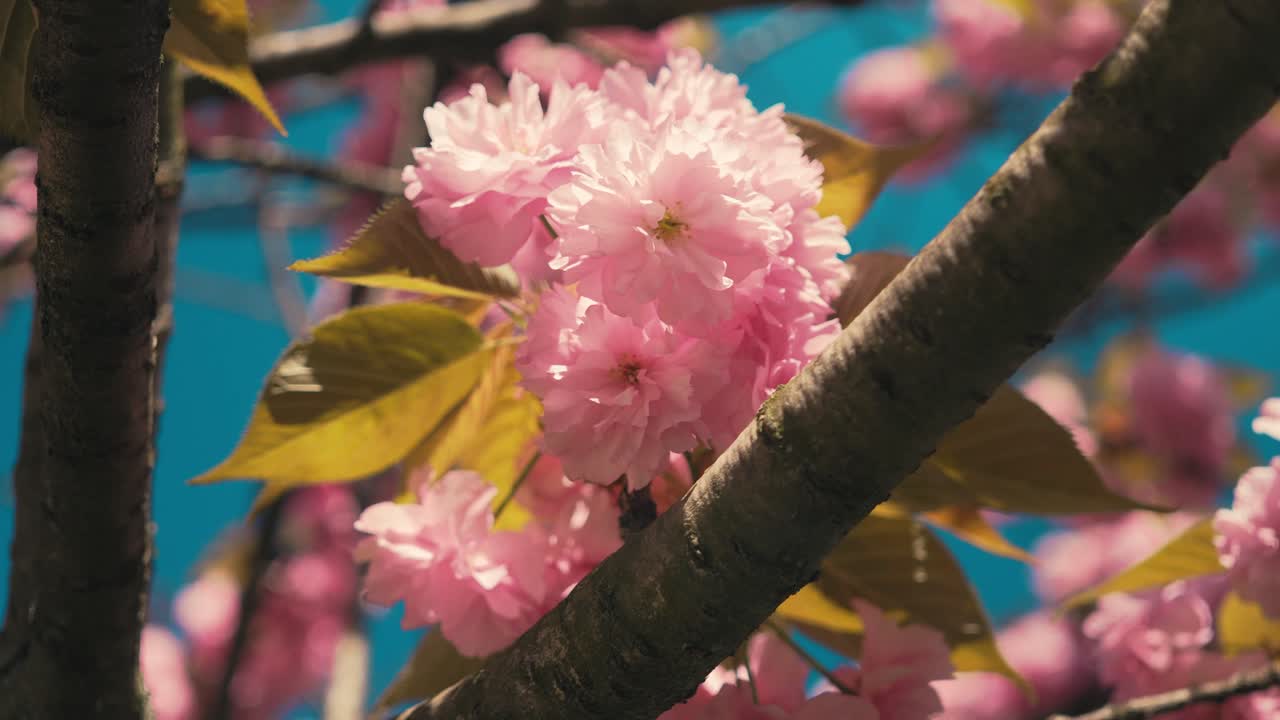 una imagen cautivadora que muestra las delicadas flores de cerezo rosadas en plena floración, con la luz del sol filtrándose a través de los pétalos suaves en medio de las hojas verdes vibrantes