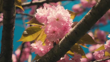 Fesselnde-Aufnahme,-Die-Die-Zarten-Rosa-Kirschblüten-In-Voller-Blüte-Zeigt,-Mit-Sonnenlicht,-Das-Durch-Die-Weichen-Blütenblätter-Inmitten-Der-Leuchtend-Grünen-Blätter-Fällt