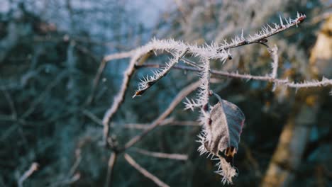 frozen tree branches, close up view