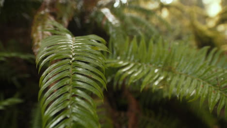 helechos húmedos y brillantes moviéndose en la brisa de mano cerca de cámara lenta con un bonito bokeh