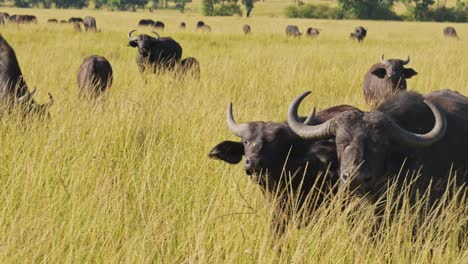 Cámara-Lenta-De-Manada-De-Búfalos-Africanos,-Animales-Africanos-Peligrosos-En-Safari-De-Vida-Silvestre-En-Masai-Mara-En-Kenia-En-La-Reserva-Nacional-Masai-Mara,-Paisaje-De-Sabana-De-Pasto-Largo,-Disparo-De-Cardán-De-Seguimiento-De-Steadicam