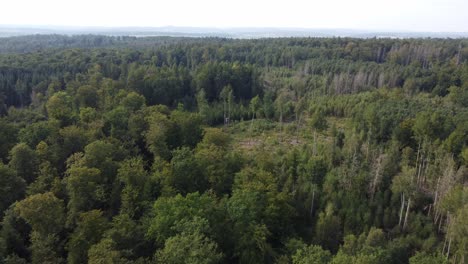 volar sobre un bosque mixto