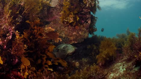 Long-Nosed-New-Zealand-Fur-Seals-Underwater-Rapid-Head-South-Australia-4k-slow-motion