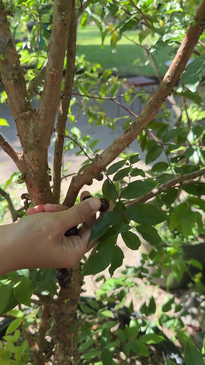 Person Harvesting Fresh Jabuticaba Fruit from Tree Trunk