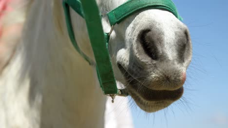 White-horse-in-the-ranch-4k