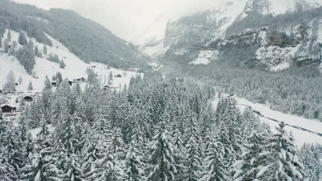 Flying-low-over-snow-covered-pine-trees-in-winter-weather