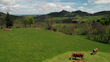 aerial shot over cows in a field in a typical french countryside on an cloudy day of summer, france
