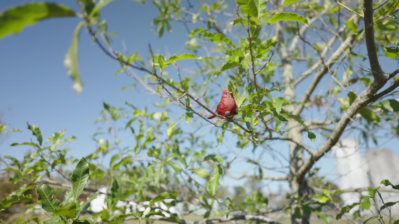pájaro falso sentado en la rama de las hojas de los árboles que soplan en el viento