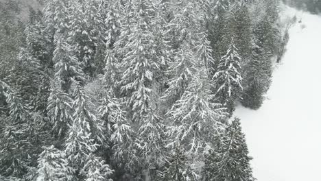 Dense-snow-covered-evergreen-forest-in-a-snowstorm,-aerial-orbit