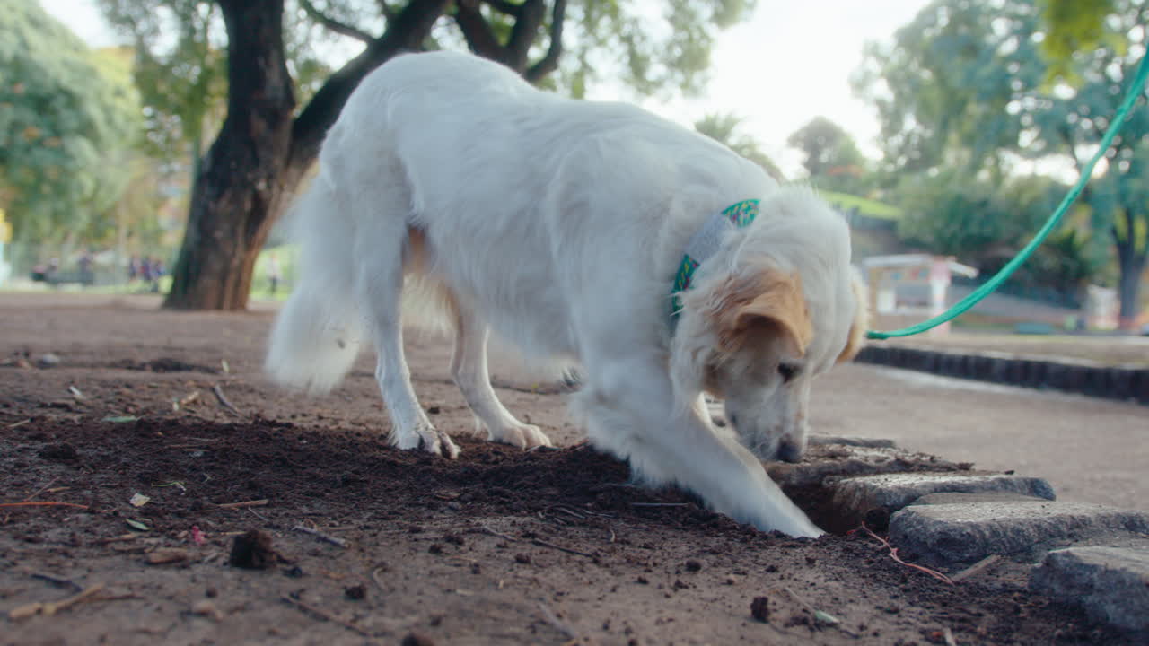 Playful Dog Digging Hole during Walk in the Park