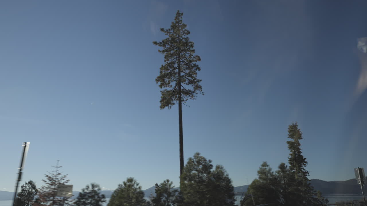 더글러스 전나무는 맑고 푸른 하늘을 배경으로 그리고 도로 여행 중 운전자 쪽에서 본 수평선에 있는 타호 호수 산과 함께 지나갑니다.