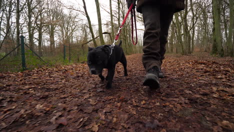 medium shot of staffordshire terrier dog walking on leash with owner through forest in winter