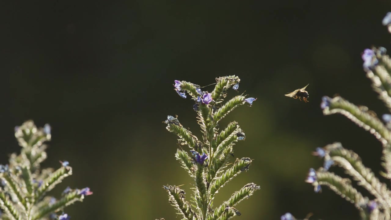 Bumblebee helps pollination of Viper's-Bugloss purple flowers in sunny meadow