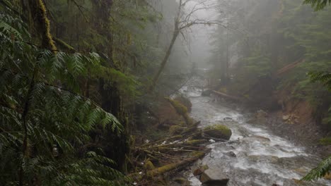 slow motion wide shot of a river in a pacific northwest forest