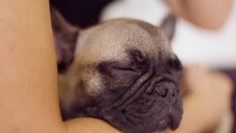 cute pet french bulldog puppy