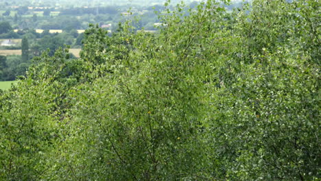 Un-Fuerte-Viento-De-Verano-Que-Sopla-A-Través-De-Los-árboles-En-Un-Bosque-En-Worcestershire,-Inglaterra