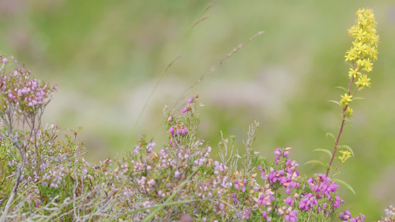 A single tall yellow wildflower gently sways among pink heather in a sunlit Scottish Highlands meadow, captured with soft focus and shallow depth of field