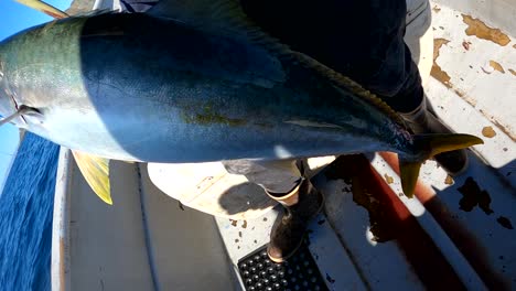 fisherman displays beautiful yellowtail caught on crankbait lure from reel rod fishing in mexico