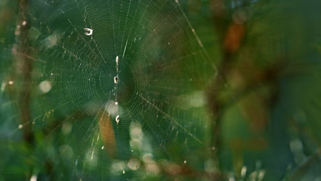 Wild-insect-sitting-cobweb-in-green-summer-season-sunlight-forest-woods.