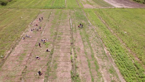 aerial of farm workers working on a plantation in ghana africa