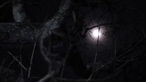 full moon glowing through dried tree branches