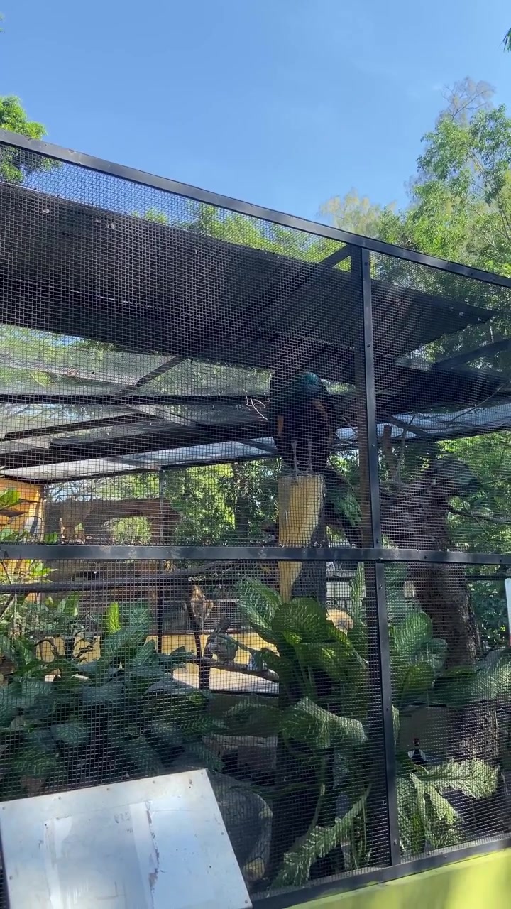 Peacock Perched Inside Large Aviary at the Zoo