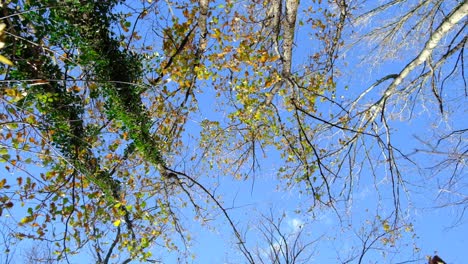 rolling tree fall