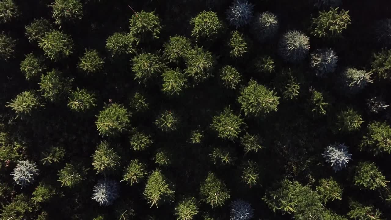 Aerial forward moving over Christmas trees