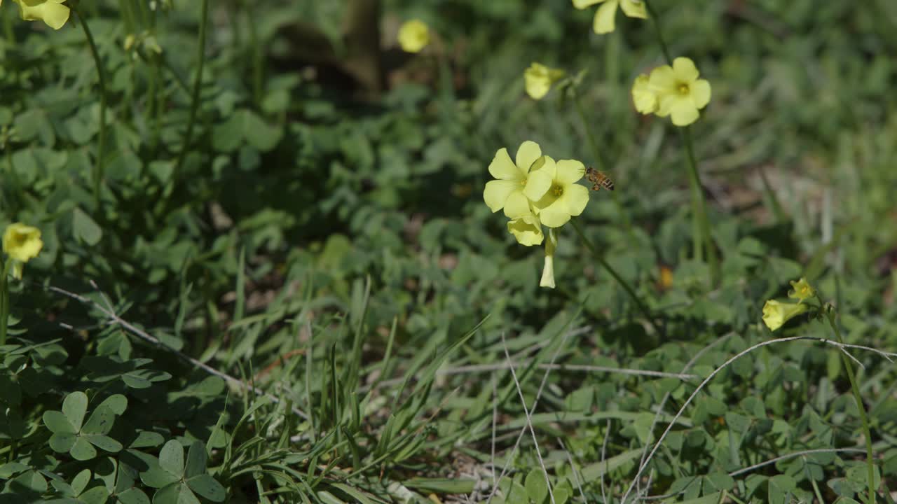 Bee hovers near yellow sourgrass wildflowers in breezy coastal grass, natural daylight, static camera