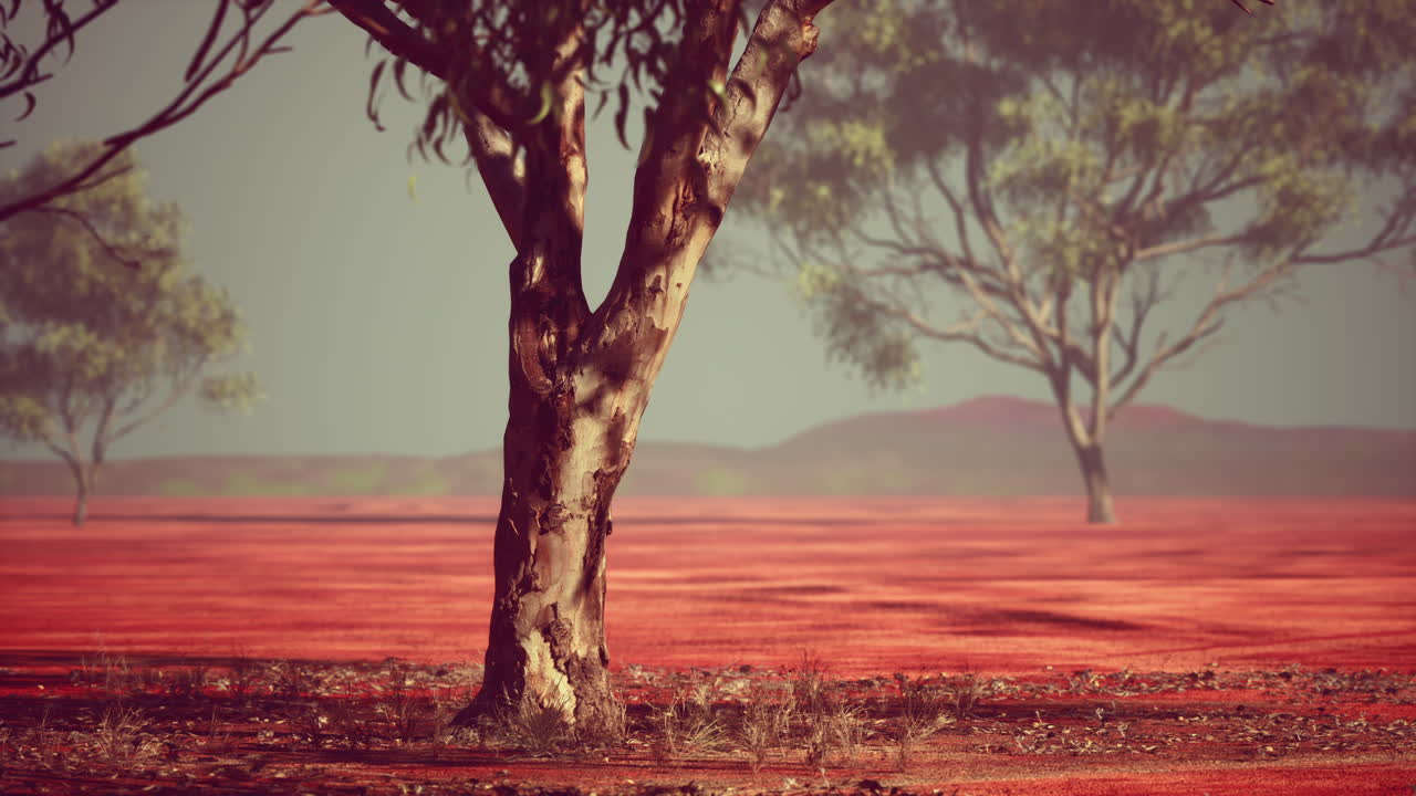 아프리카 풍경 의 아카시아 트라이스