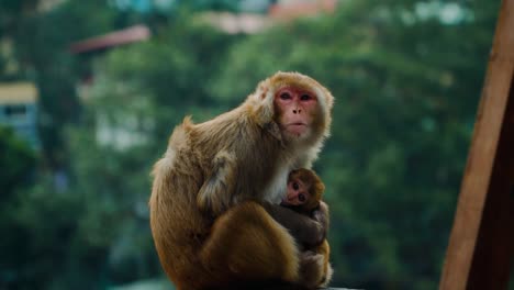 cute mother monkey and baby in slowmotion