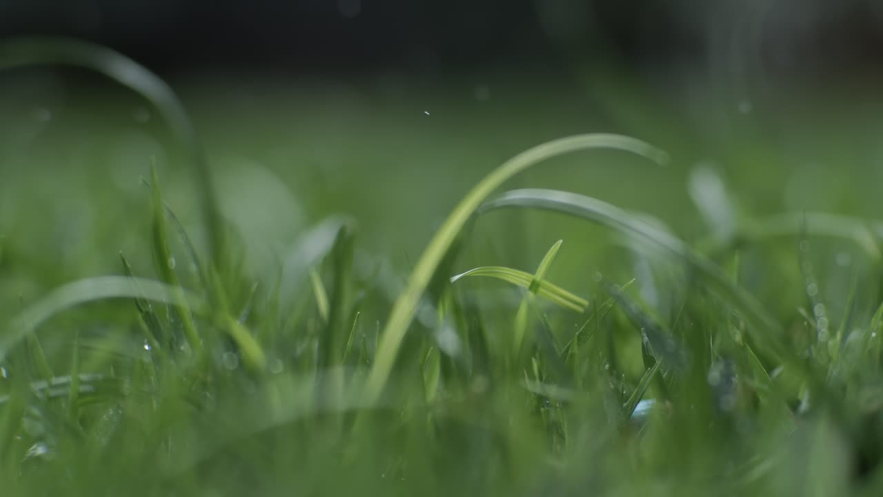 Golf club hits a white golf ball in a super slow motion. Drops of morning dew and grass particles rise into the air after the impact. Shot on super slow motion camera 1000 fps