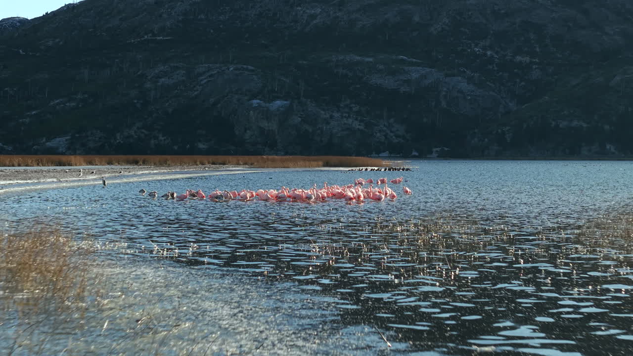 Fast and low drone gliding over a shimmering lake in Chubut, Argentina—approaching a vibrant flock of flamingos as they ripple across the water, framed by reeds, rocky terrain, and distant peaks