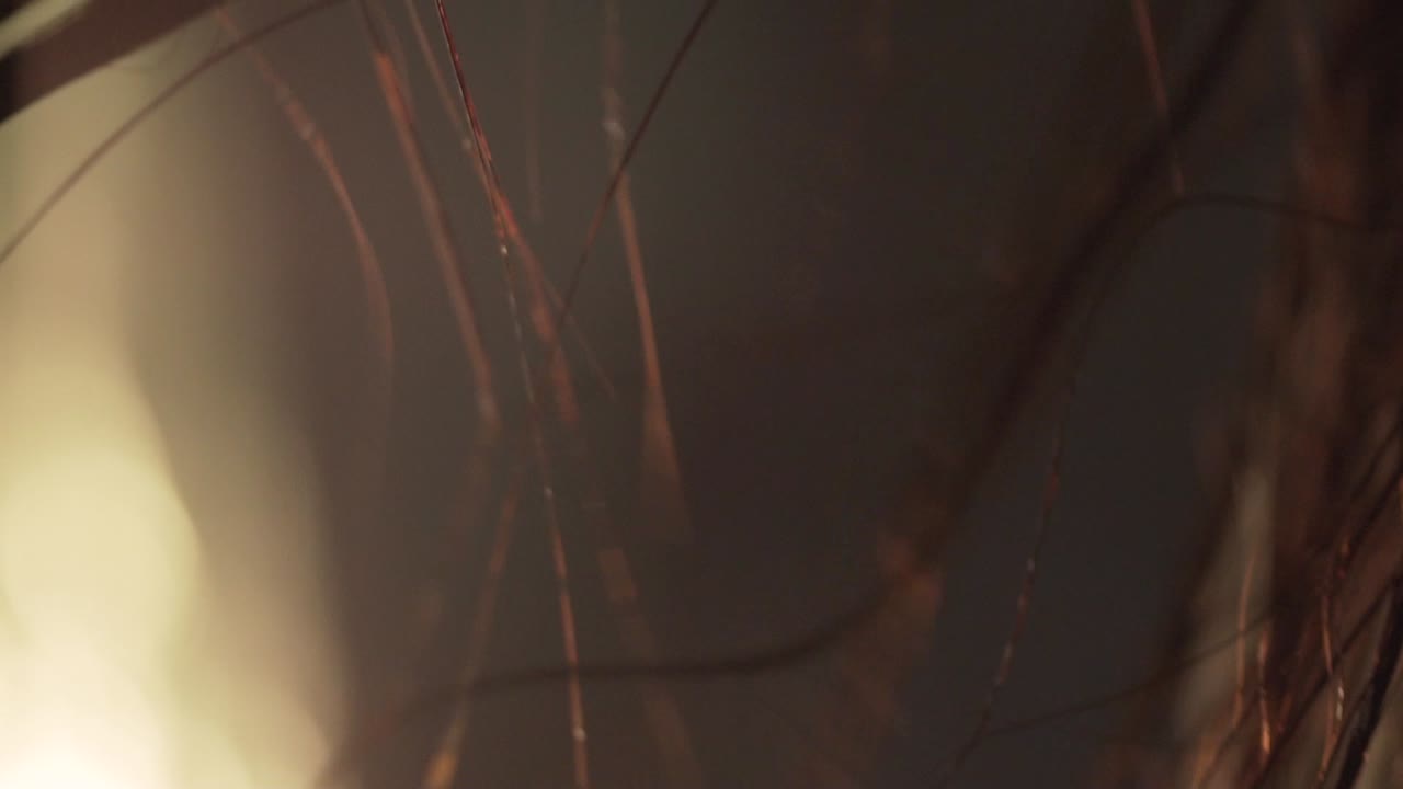 Close-up of plant stems or leaves