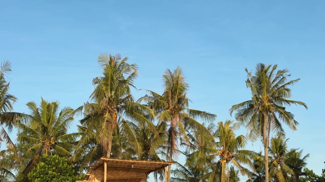 Lush Green Coconut Palm Trees Against a Bright Blue Sky