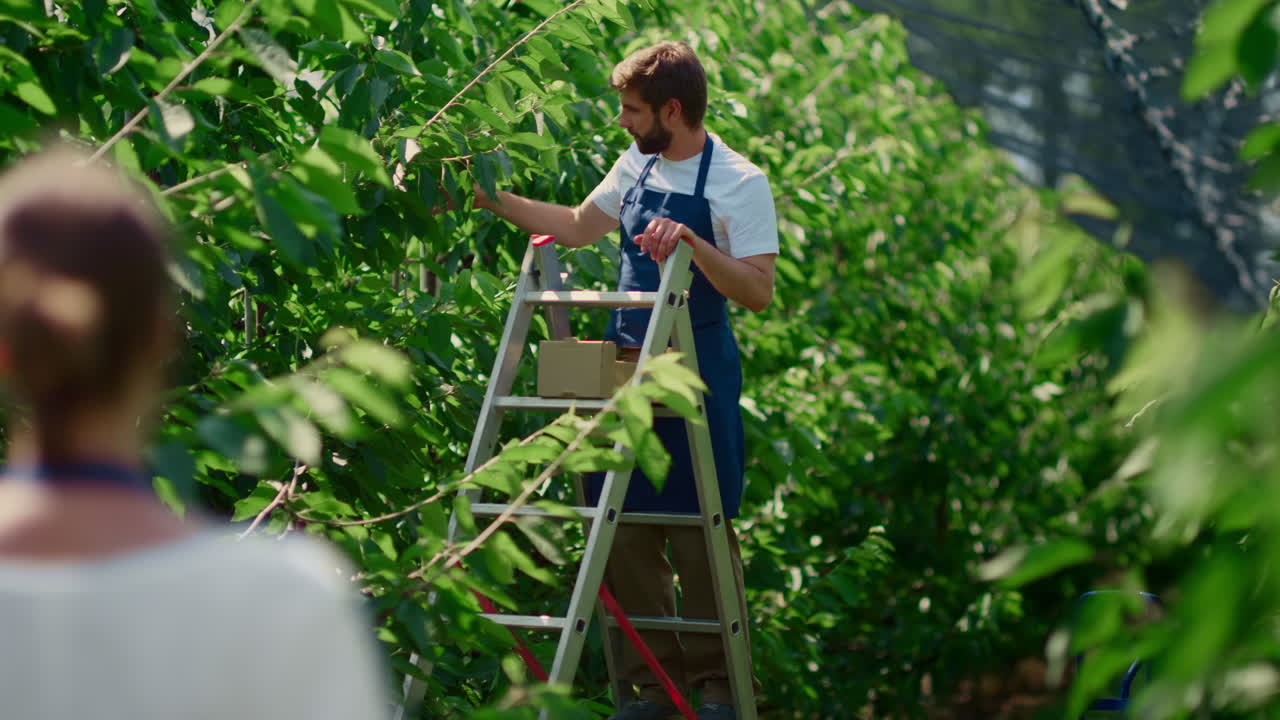 una pareja de agrónomos cosechando cerezas usando una escalera de granja en un invernadero de huerto.