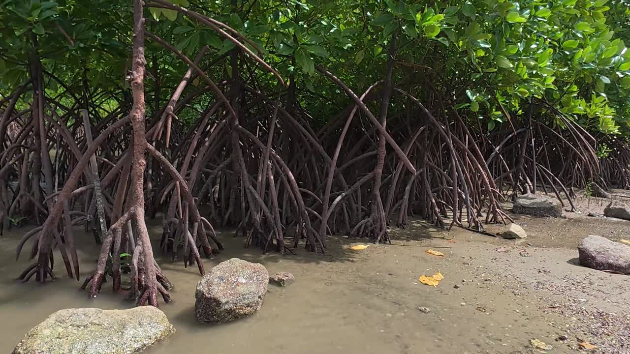 Una foresta di mangrovie tropicale lungo una costa, che ospita una fauna selvatica diversificata e una barriera naturale contro l'erosione costiera.