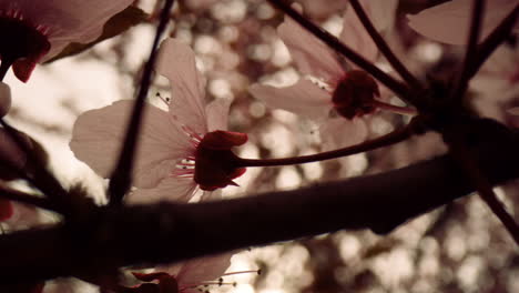 Closeup-view-of-white-flowers-blooming-on-branch.-Tranquil-springtime-blossom.