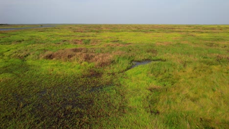 aerial view tracking ducks and corocora roas birds fly on tropical floodplain with wetlands and pools, green. tropical grassland plain of los llanos venezuela