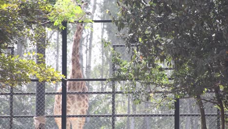 Zoologische-Parkgiraffe,-Die-Blätter-Vom-Baum-Isst