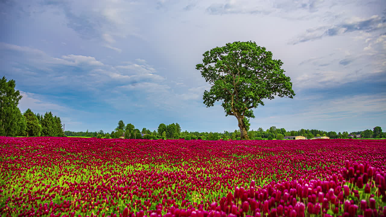 timelapse rojo, campo de tulipanes violeta, flores soplando en el viento, panorama panorámico