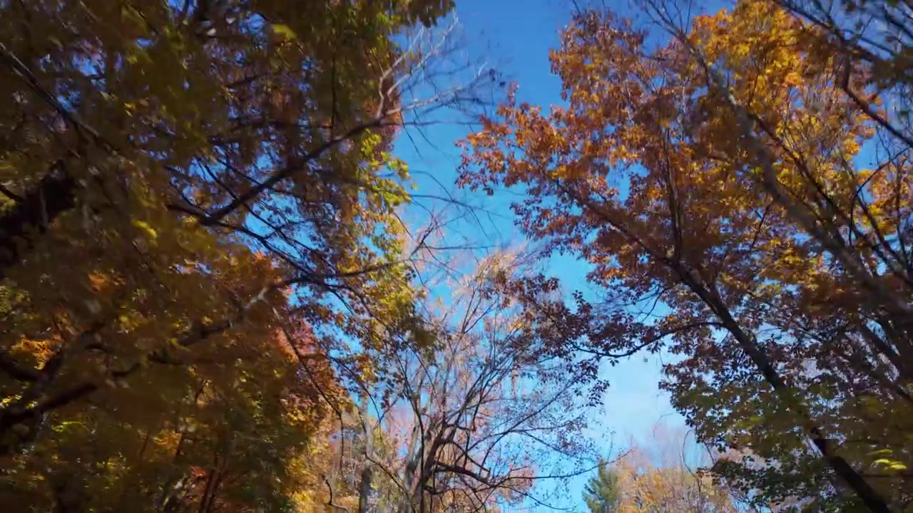 Camminando tra gli alberi autunnali nel Parco Mount Royal di Montreal, guardando verso l'alto.