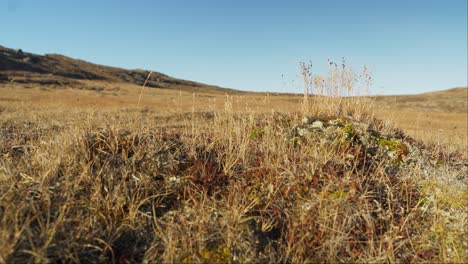 tudnra moss in the sunlight