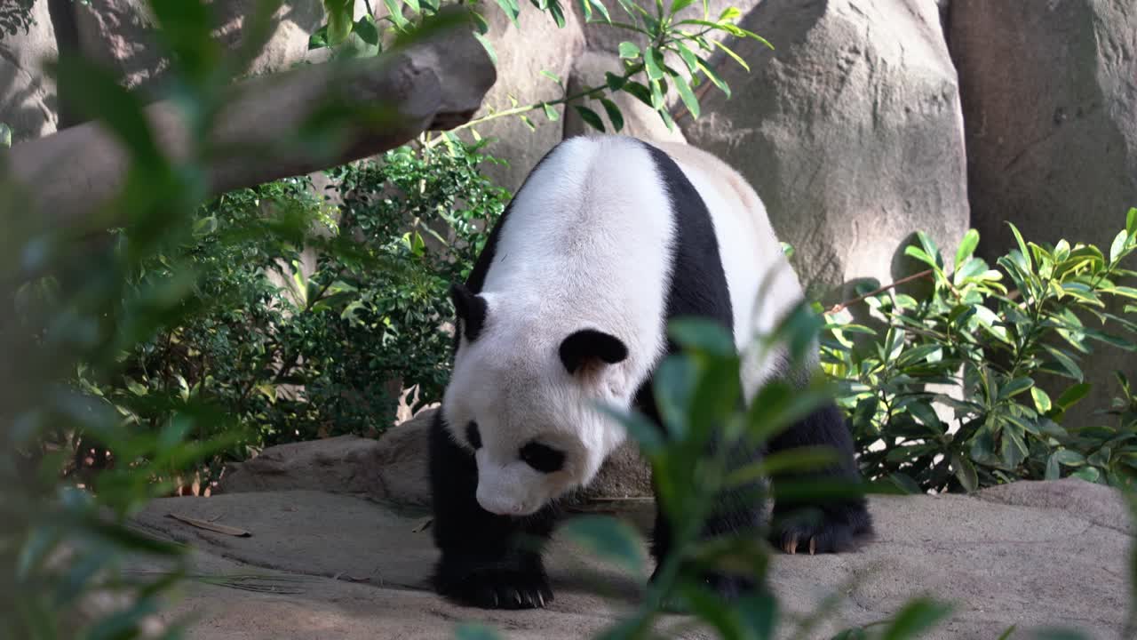 cámara captada en acción capturando un panda gigante