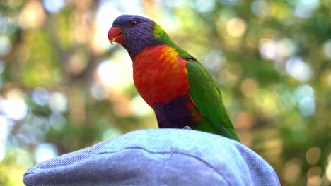 Wild-and-beautiful-rainbow-lorikeet,-trichoglossus-moluccanus-spotted-perching-and-chattering-on-top-of-a-person's-head,-close-up-shot